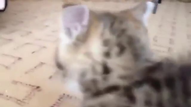 Бешеный котёнок смотреть онлайн