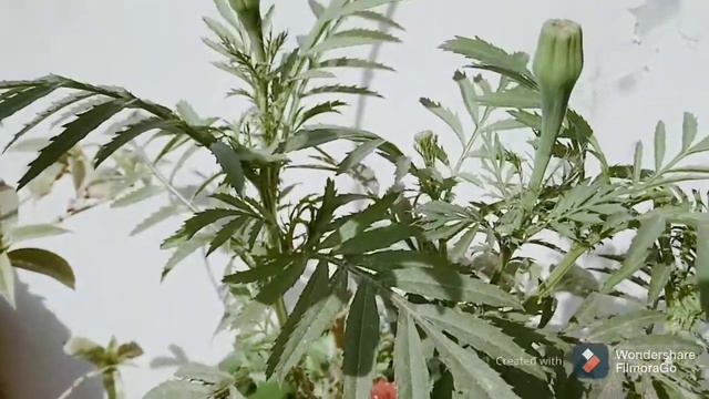 #How to grow# Petunia# plant desi idea blooming flowers & fertilizer other plant s khushigardeing смотреть онлайн