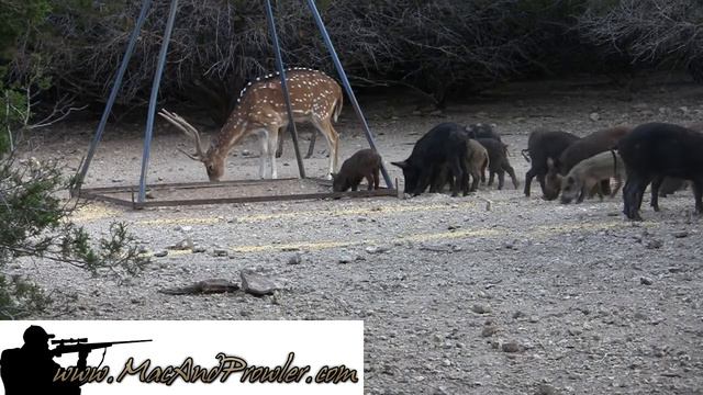 DB Hunting Ranch Double Hog Hunt смотреть онлайн