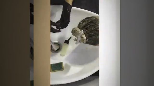 Осветлить и затонировать Redken