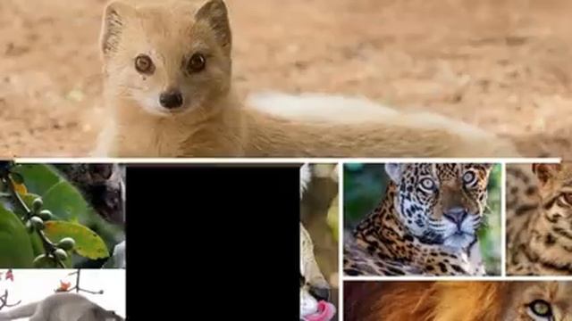 Madagascar's Creepy Carnivore: The Fossa смотреть онлайн
