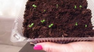 Основные причины плохой всхожести семян Астр.21.03.2020