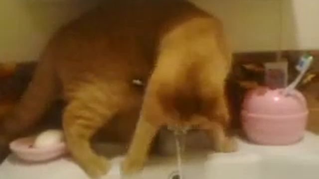Бася пьет воду-3 смотреть онлайн