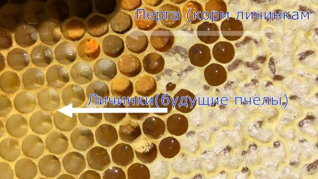 Как рождаются пчелы. Как различить расплод, пергу и мёд на рамке смотреть онлайн