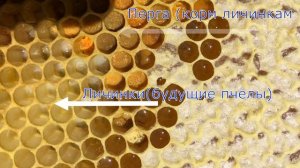 Как рождаются пчелы. Как различить расплод, пергу и мёд на рамке