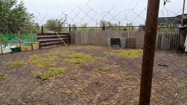 Кур больше нет. Поспел горох! смотреть онлайн