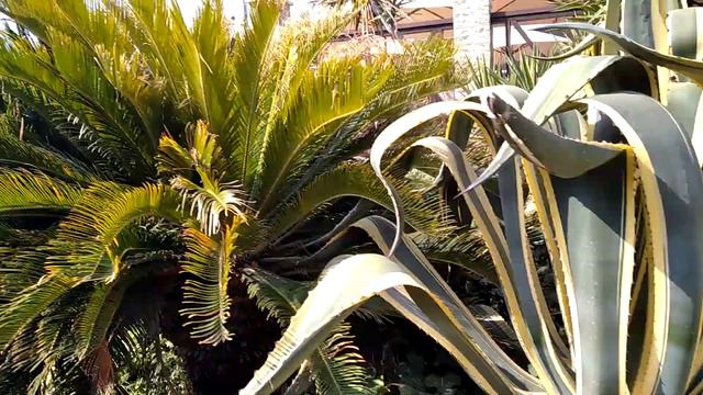 Южные экзотические растения. смотреть онлайн