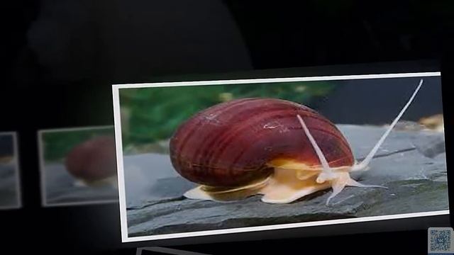 Улитка Ампулярия Pomacea Bridgesii