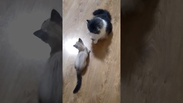 Моя кошка дерётся с моим котом смотреть онлайн