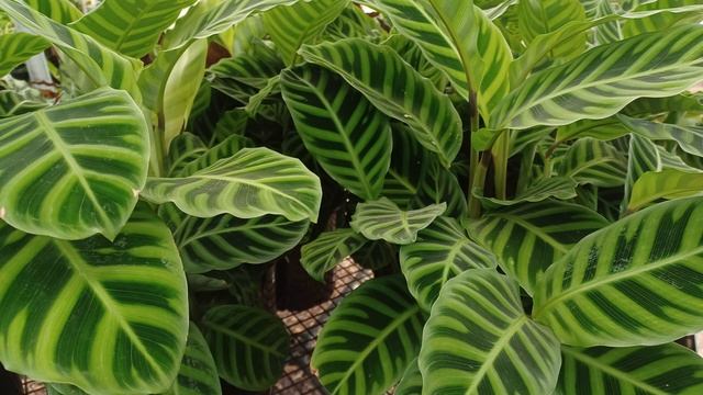 Zebra Plant, Calathea Zebrina: Tropical Indoor Plants and Tropical Gardens смотреть онлайн