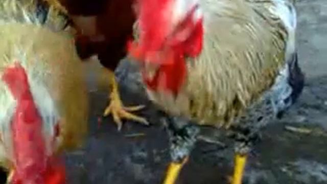 Петухи/Куры породы Юрловская голосистая! смотреть онлайн