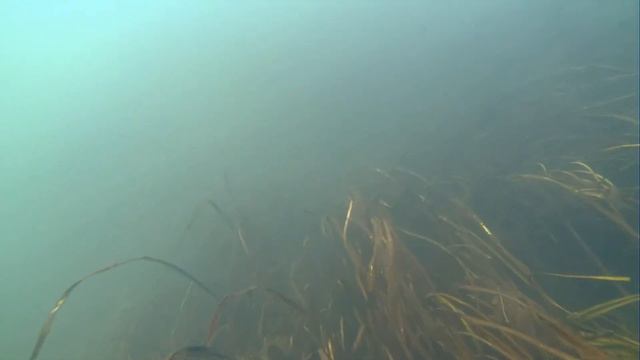 20 ноября 2016 год,г.Муром щучьки смотреть онлайн