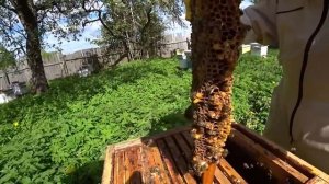 Вывод свищевых маток в семьях.  Выбор лучшего маточника.  Срочно!