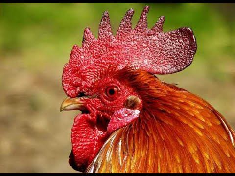 куры))) смотреть онлайн