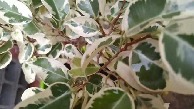 Ficus Benjamina Variegata смотреть онлайн