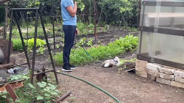 Шиндяевы: Барсик на даче! смотреть онлайн