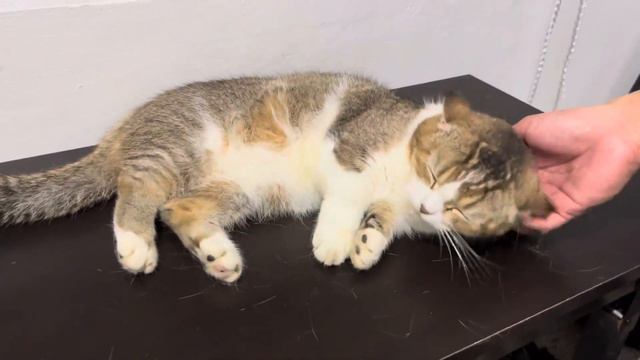 Cute munchkin cat loves being pampered #cat #kucing #kitten #cute #cats #catlover смотреть онлайн