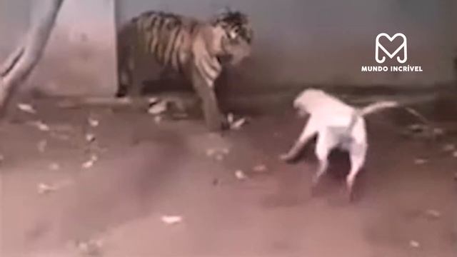 O CACHORRO ATACOU O TIGRE ERRADO смотреть онлайн