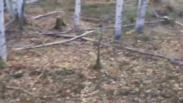 Добыл изюбря. Хороший трофей в красивом месте смотреть онлайн