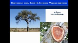Тема 20. Природные зоны Южной Америки. Охрана природы