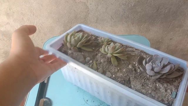 graptopetalum ghost plant let's cut them смотреть онлайн