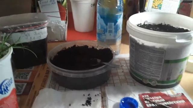 Посев лука Эксибишен Ялтинский и Брауншвейгский в 2021 году на рассаду. смотреть онлайн