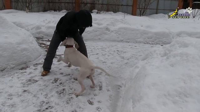 Игра с порселеном, приучение к определённой формальной игре, восьмёрка между ног смотреть онлайн