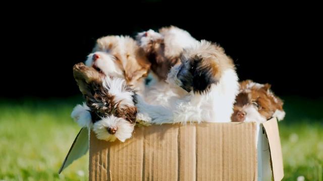 Baby Animals 4K (60 FPS) - Amazing World Of Young Animals With Relaxing Music