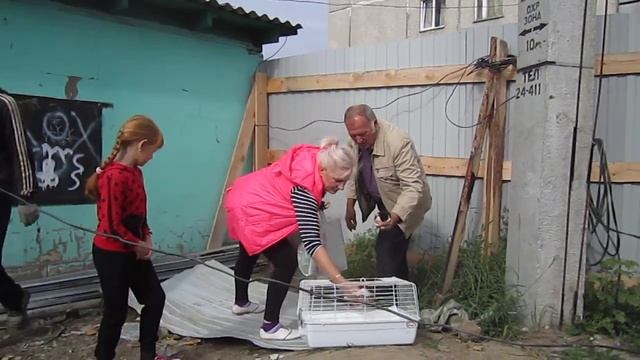 Забрали кошку с котятами со стройки "Макдональдса" в Бердске смотреть онлайн