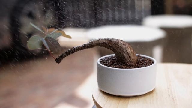 Phyllanthus Mirabilis смотреть онлайн