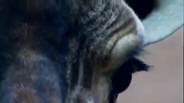 Памяти жирафа Мариуса смотреть онлайн