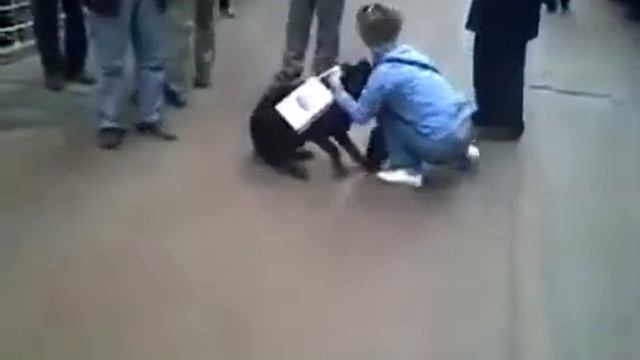 The cat and the Rottweiler / Кот и ротвейлер смотреть онлайн