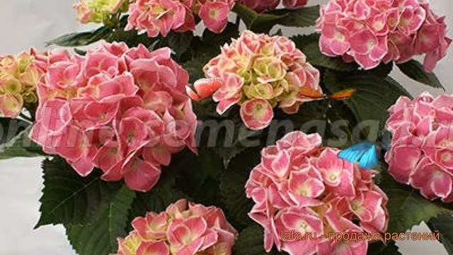 Гортензия крупнолистовая Кабаре (kabare) ? Кабаре обзор: как сажать, саженцы гортензии Кабаре смотреть онлайн