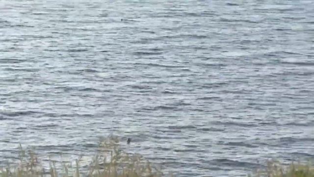 Чайка смотреть онлайн