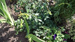 ЯПОНСКАЯ АЙВА  ХЕНОМЕЛЕС, ПОСАДКА, УХОД,