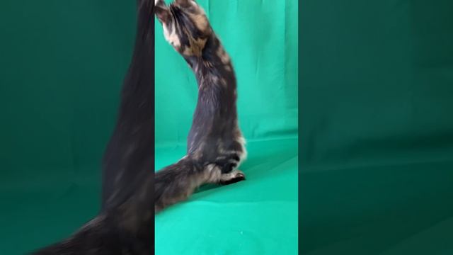 Кот мейн-кун чёрный мраморный смотреть онлайн