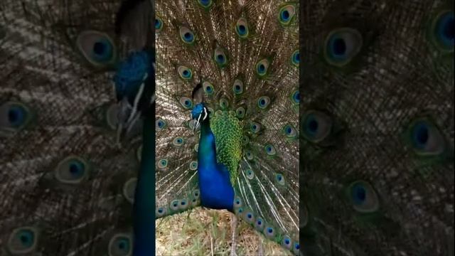 Птица Павлин | Peacock смотреть онлайн