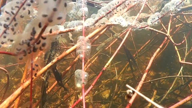 Salamander Eggs