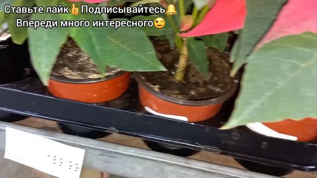 НЕ МОГУ пройти мимо цветочного?Небольшой обзор РАСТЕНИЙ в ТЦ Линия?Суккуленты?Орхидеи?Калатеи?Фикус смотреть онлайн