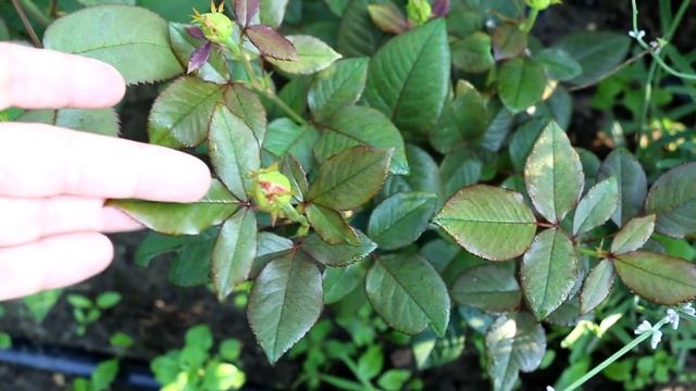 Интернет-магазин неприятных сюрпризов - «Беккер» #беккер #саженцыроз #счастливыйсадовод