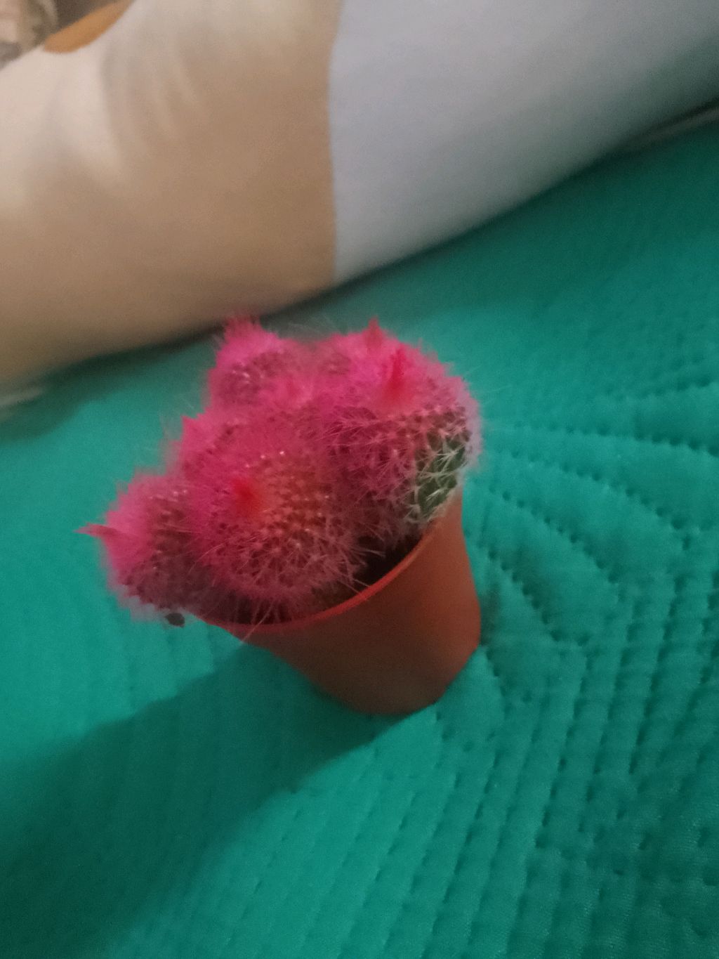 собираю монеты в Super Bear Adventure