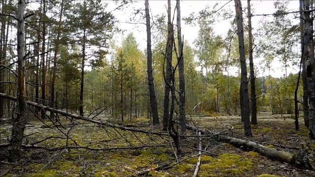 СБОР БЕЛЫХ ГРИБОВ В БЕЛАРУСИ 2021. НАСТОЯЩЕЕ НАШЕСТВИЕ ГРИБОВ. смотреть онлайн