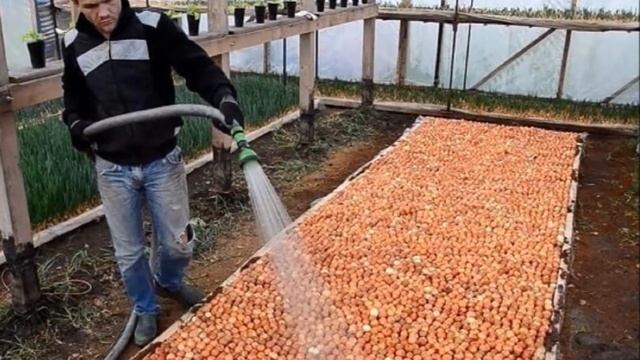 Выращивание опят в домашних условиях круглый год смотреть онлайн