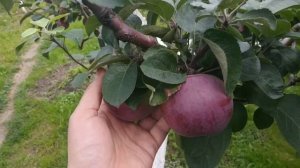 Яблоня Орлик.