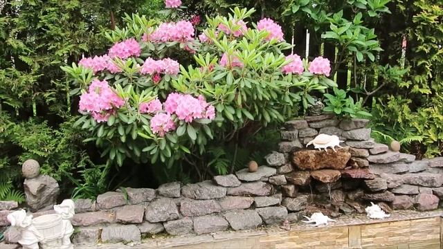 РОДОДЕНДРОН HELSINKI UNIVERSITI