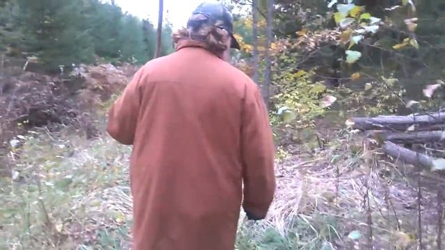 Галлы Орехотворки на дубовых листьях. Барово 13 сентября 1 октября 2016 Торгашино смотреть онлайн