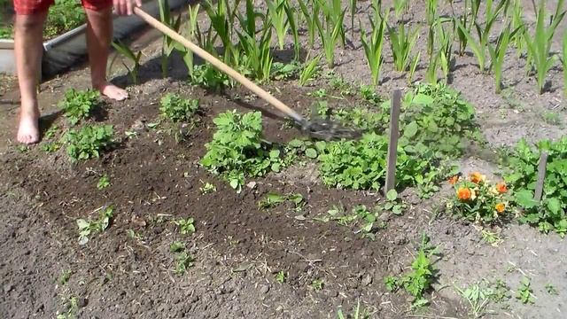 Ручной культиватор. Обзор. Работа культиватором смотреть онлайн