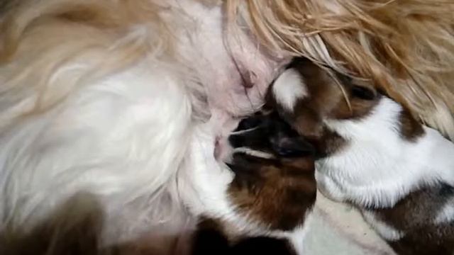 Вечерняя дойка)) смотреть онлайн