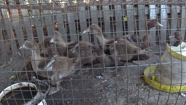 Мускусные утки тяжелой линии Обзор на сегодня Сельская Жизнь смотреть онлайн