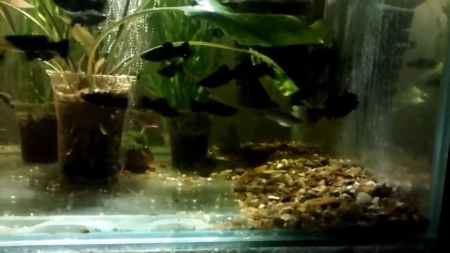 Черные барбусы дерутся смотреть онлайн